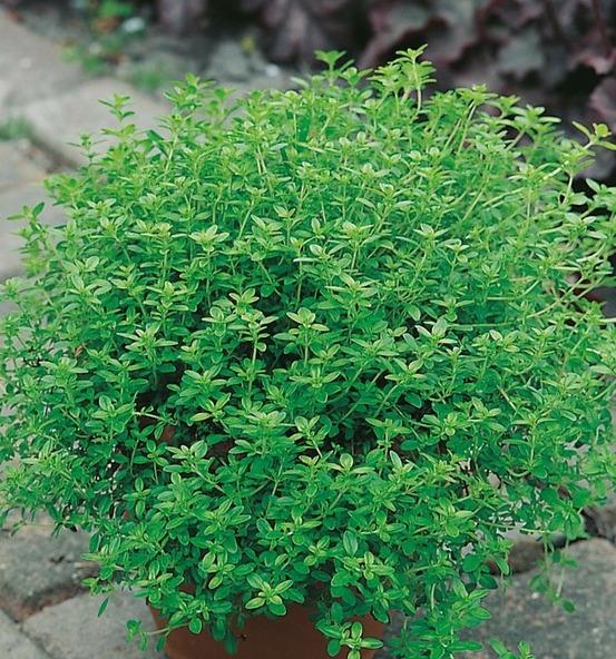 Thym citron - lot de 2 godets
