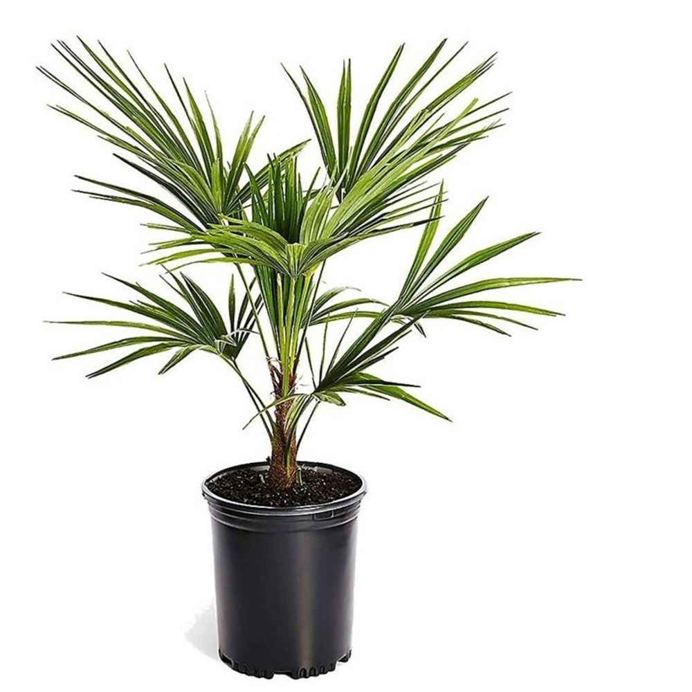 Trachycarpus fortunei - palmier éventail - pot 15cm - hauteur 35-45cm