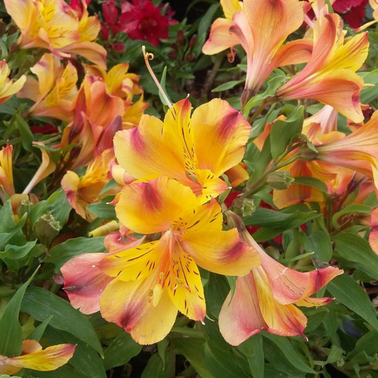 Alstrœmère varié, lis des incas pot de 2 litres