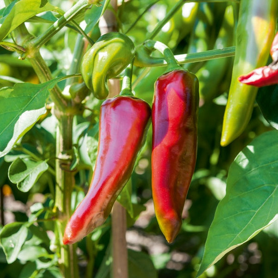 3 plants de piment gorria - les 3 plants / ø 10.5cm
