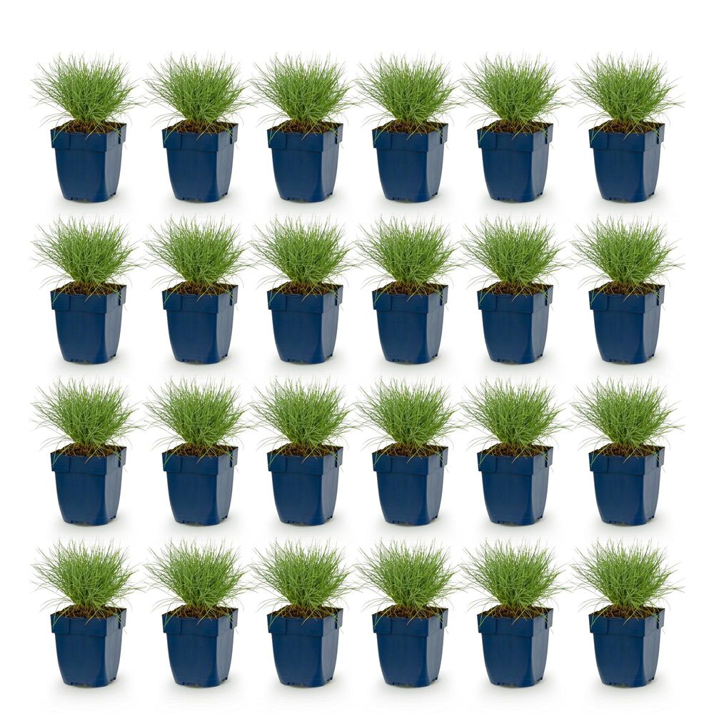 Fétuque bleue - lot de 24 - pot 11 cm - hauteur 25 cm - plante d'extérieur