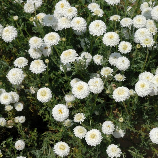 Camomille romaine 'ligulosa' godet de 8/9 cm