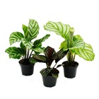 Ensemble de 3 plantes d'ombre - avec motif de feuilles fantaisie - calathea - pot de 7cm - hauteur env. 20cm