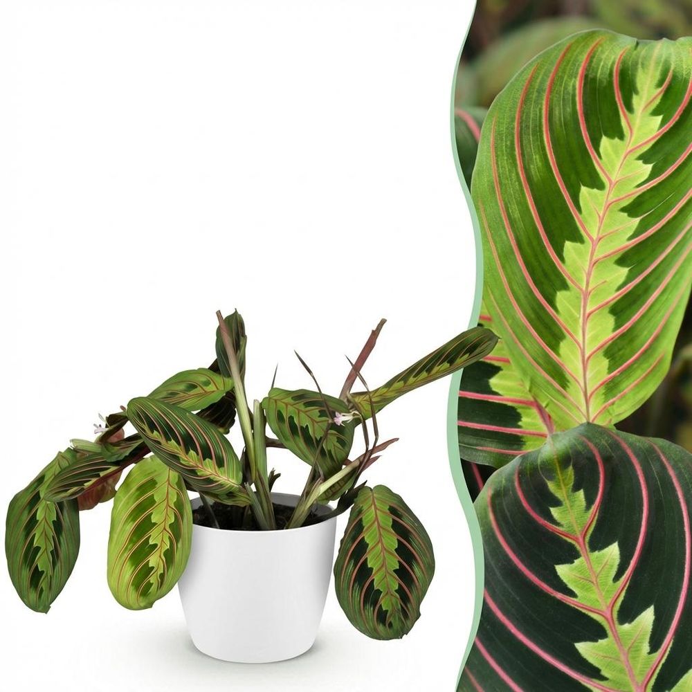 Maranta fascinator tricolour - pet-friendly - pot de 12cm - hauteur 25cm - plantes d'intérieur