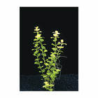 Plante aquatique : Lysimachia Nummularia Aurea en pot