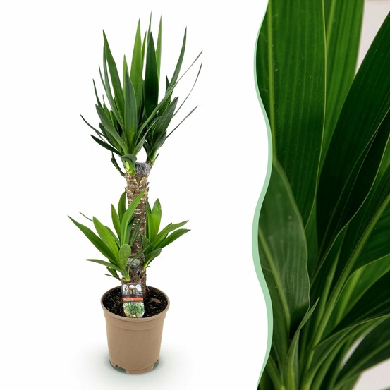 Yucca elephantipes - lot de 1 - pot 17 cm - hauteur 75 cm