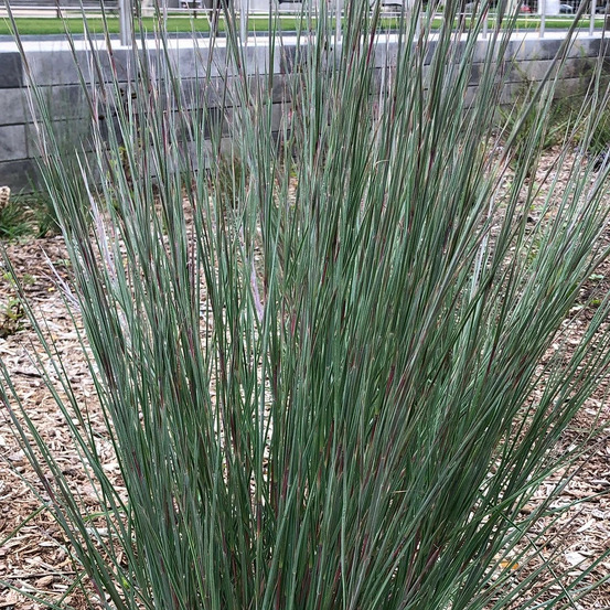 Schizachyrium chameleon pot de 3l - touffe