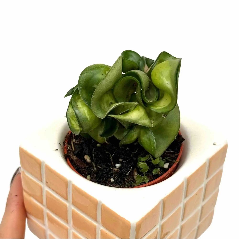 Hoya compacta mauna loa - pot de 6cm - plantes d'intérieur