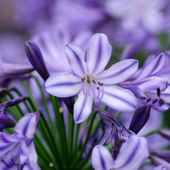 Agapanthe 'star poppin' star' pot de 3l/4l