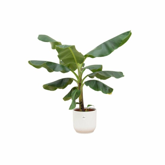 Bananier musa 100cm et son pot blanc 22cm - hauteur 100cm