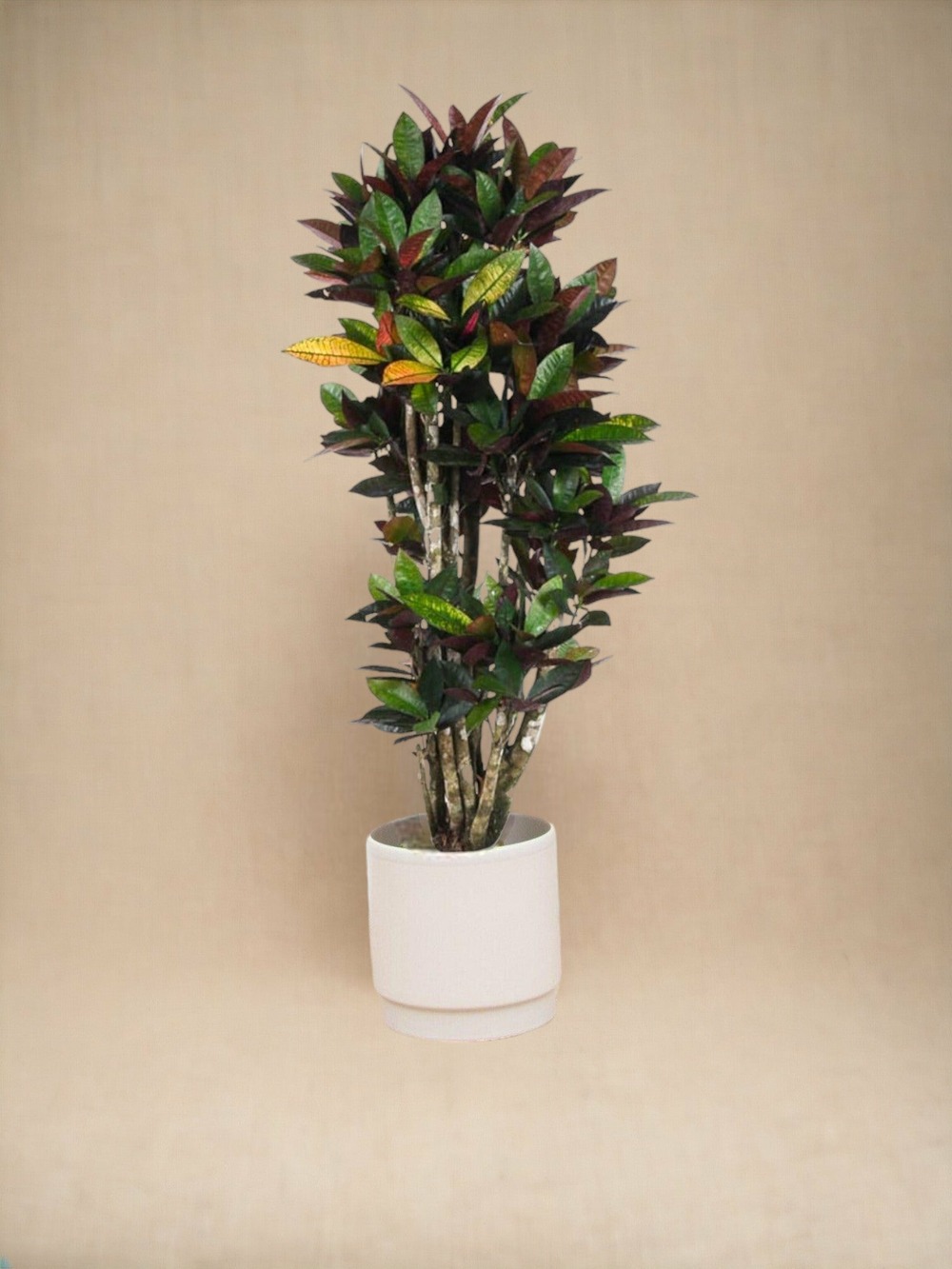 Plante d'intérieur - codiaeum croton iceton 140cm