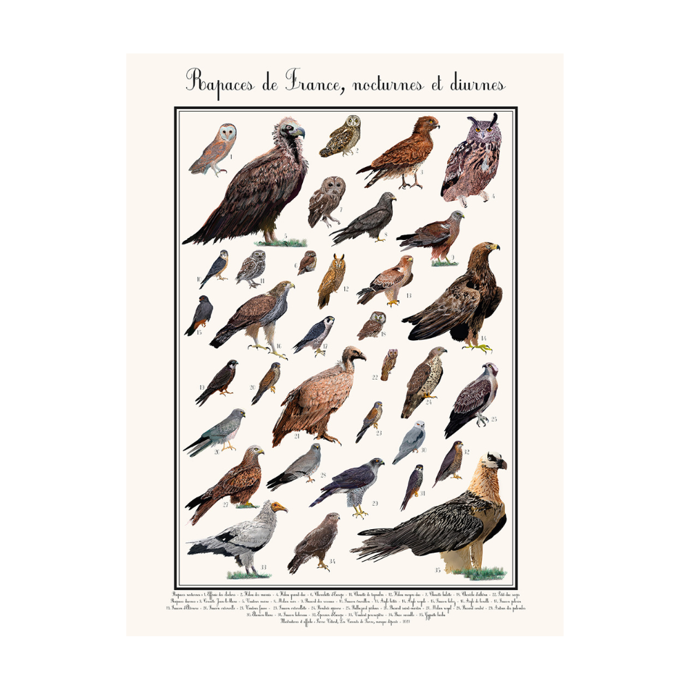 Poster rapaces diurnes 50 x 70 cm