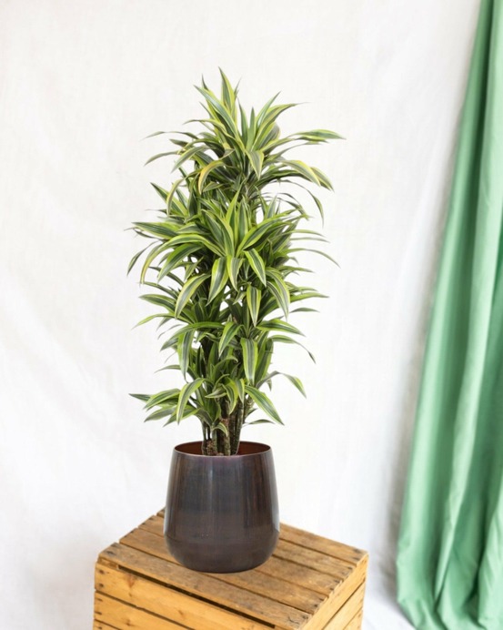 Dracaena lemon lime 150cm - plante d'intérieur