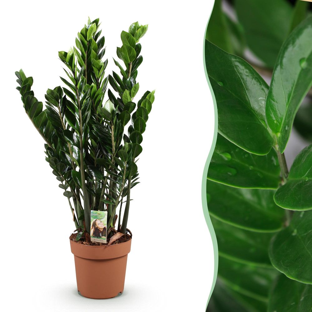 Zamioculcas - zz-plant - plantes d'intérieur