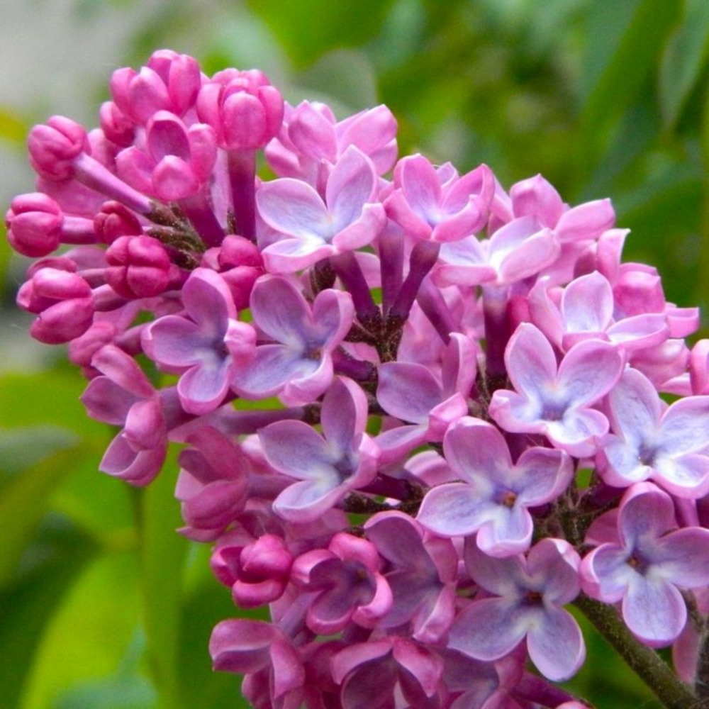 Lilas commun 'princesse sturdza' (syringa vulgaris)