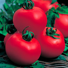 Plant de tomate ronde tresor f1  pot 0,5 l