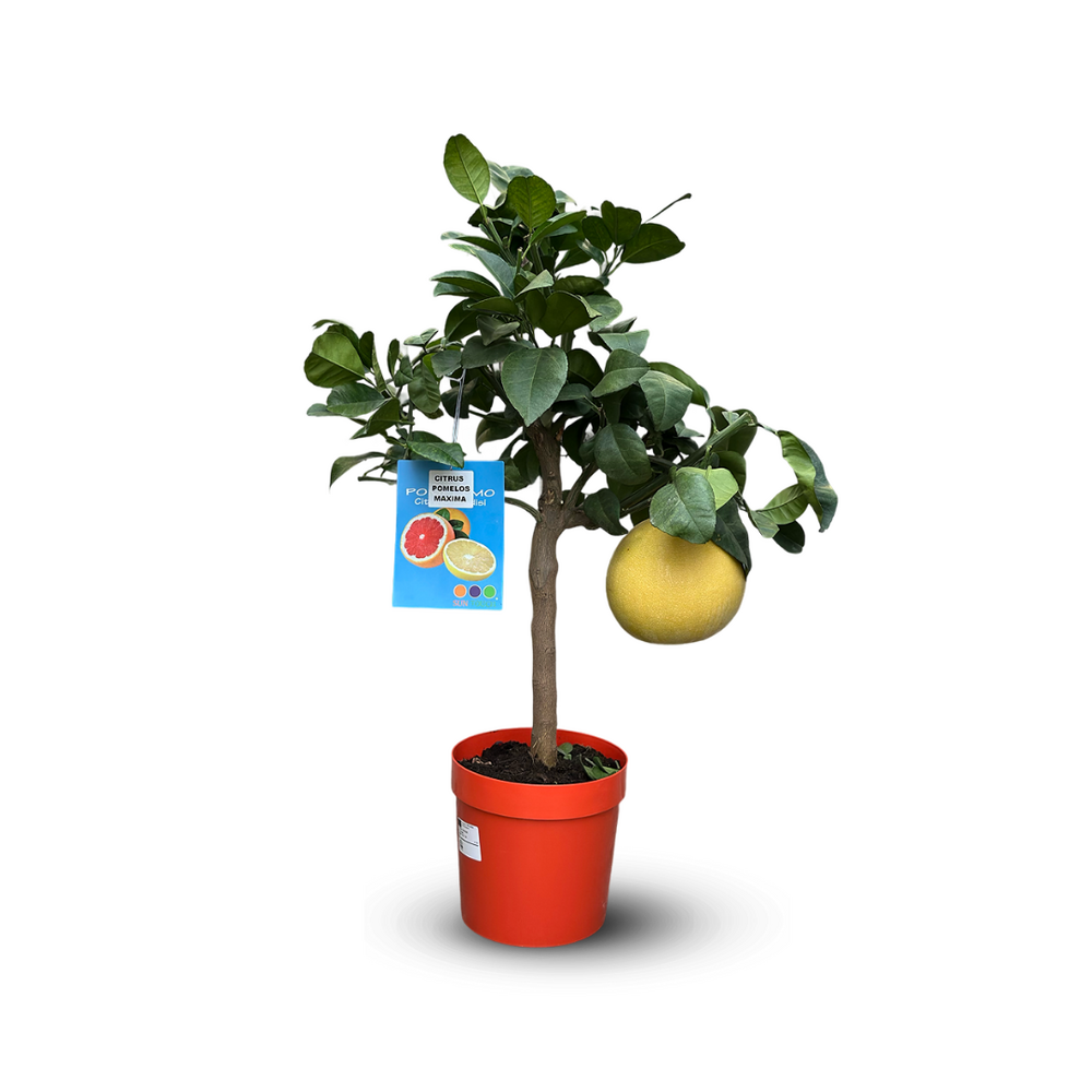 Pamplemoussier - pomelos maxima - citrus maxima - agrume méditerranéen - arbre fruitier - ↕ 75-85 cm - ⌀ 22 cm