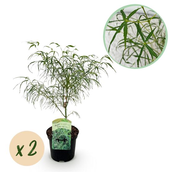 Lot de 2 - erable du japon - h70 cm