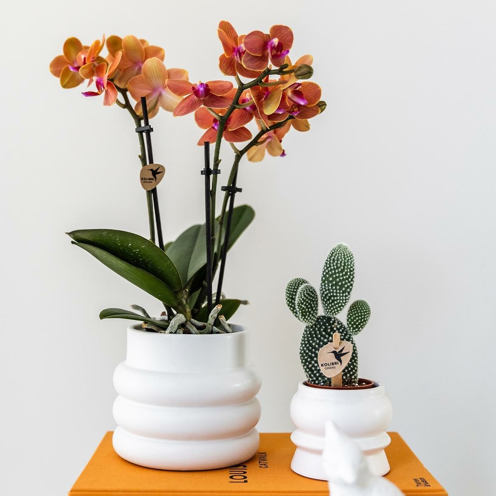 Orchidée bolzano en pot bubble blanc 35cm - plante d'intérieur