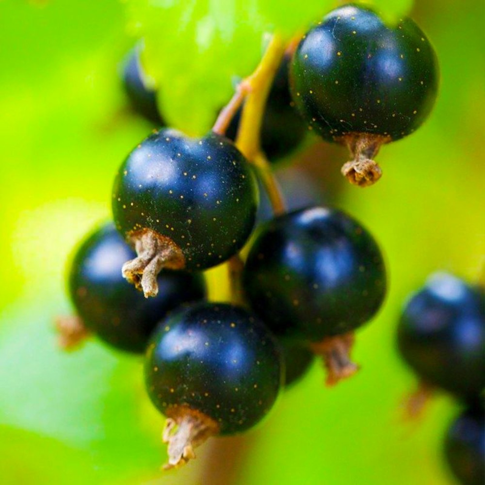 Cassissier 'andega' (ribes nigrum 'andega')