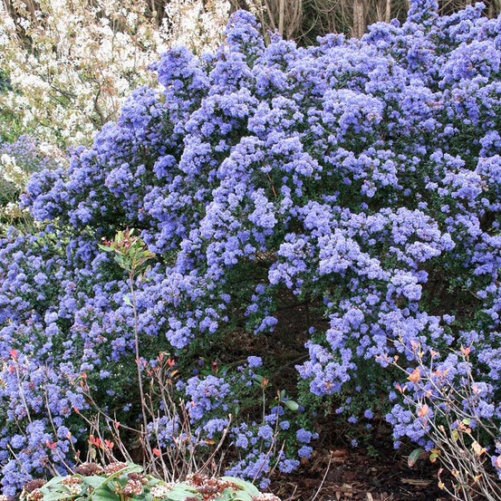 Céanothe de santa barbara, lilas de californie 'puget blue' pot de 2l/3l