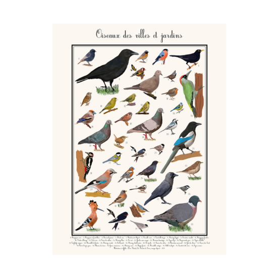 Poster les oiseaux des jardins 30 x 40 cm
