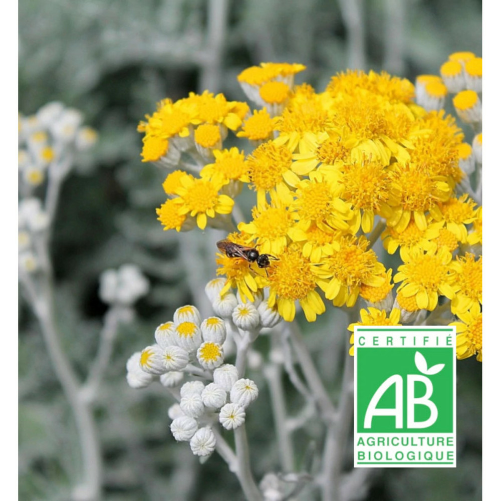 Absinthe absinthium - sans traitement godet - 5/20 cm