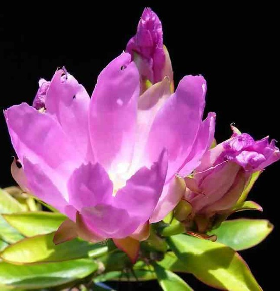 Pereskia grandifolia (cactus et arbre) pot de 2 litres ? 20/30 cm -