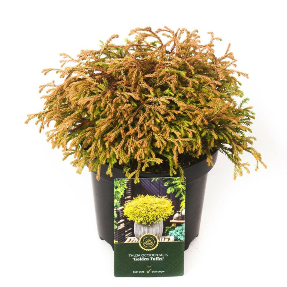 Thuya occidental golden tuffet - thuja occidentalis golden tuffet 20/30cm pot 2,5l