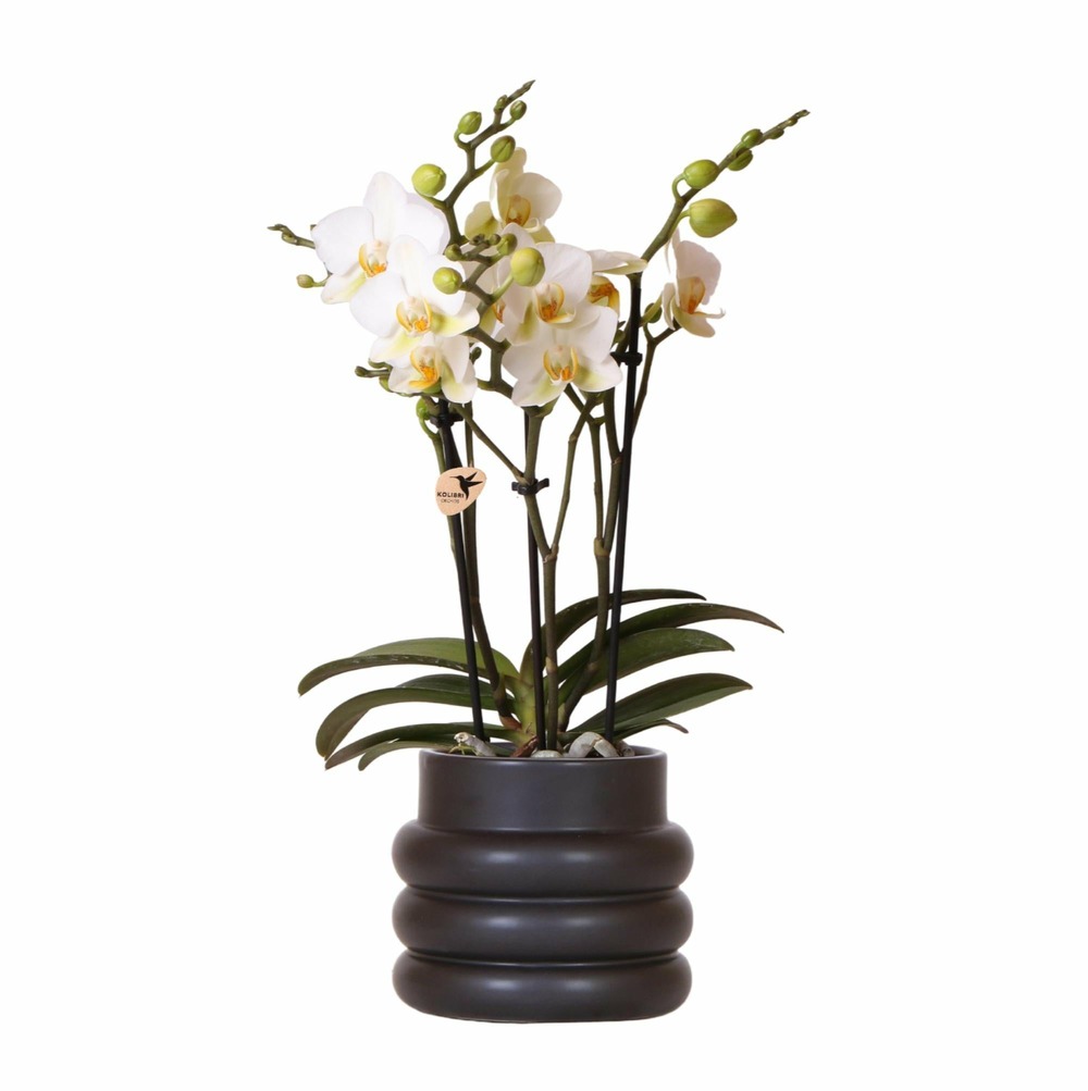 Orchidée blanche et son pot noir - hauteur 35cm
