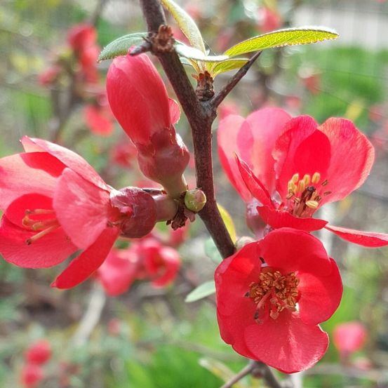 Cognassier du japon umbilicata, chaenomeles pot de 3l - 20/40 cm