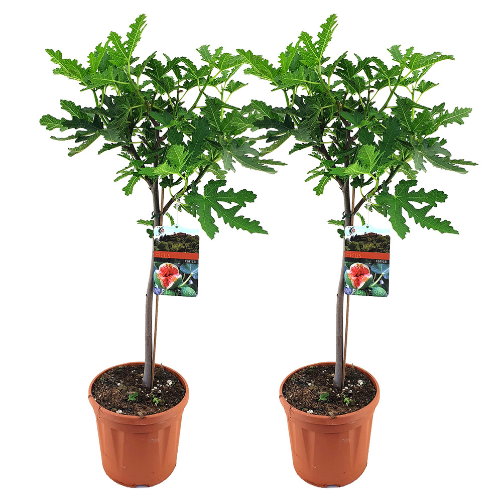 Lot de 2 - ficus carica ‘brown turkey’ - figuier - arbre fruitier - 80-100 cm de haut - pot 21 cm