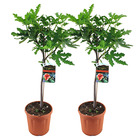 Figuier - ficus 'charge' pour 2 pièces - plante d'extérieur et pot de pépinière ⌀21 cm - ↕80-90 cm