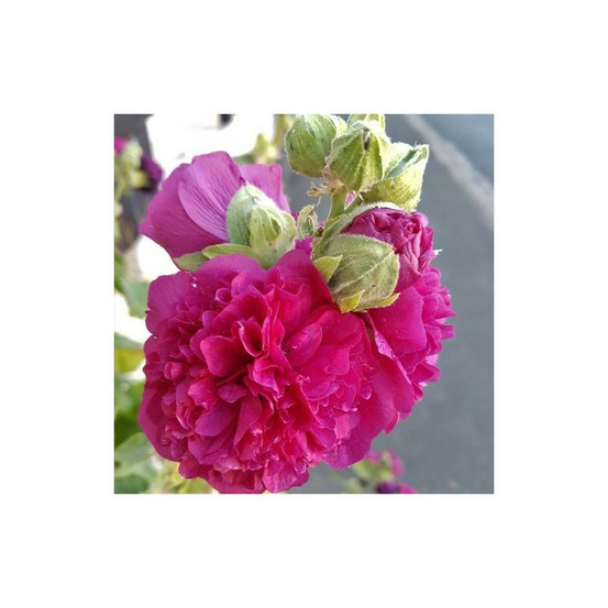 Rose trémière chater's double rose godet - 5/20 cm