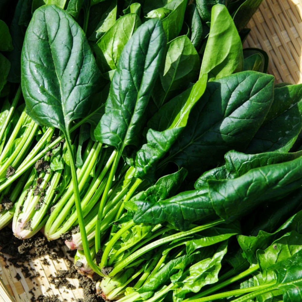 Graines d'épinard parys hf1 - vilmorin sachet