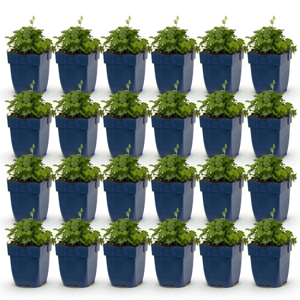 Campanule 'lisduggan variety' - lot de 24 - pot 11 cm - hauteur 25 cm