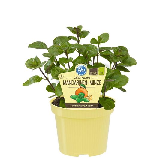 Menthe mandarine bio - mentha x piperita - plante aromatique en pot de 12cm