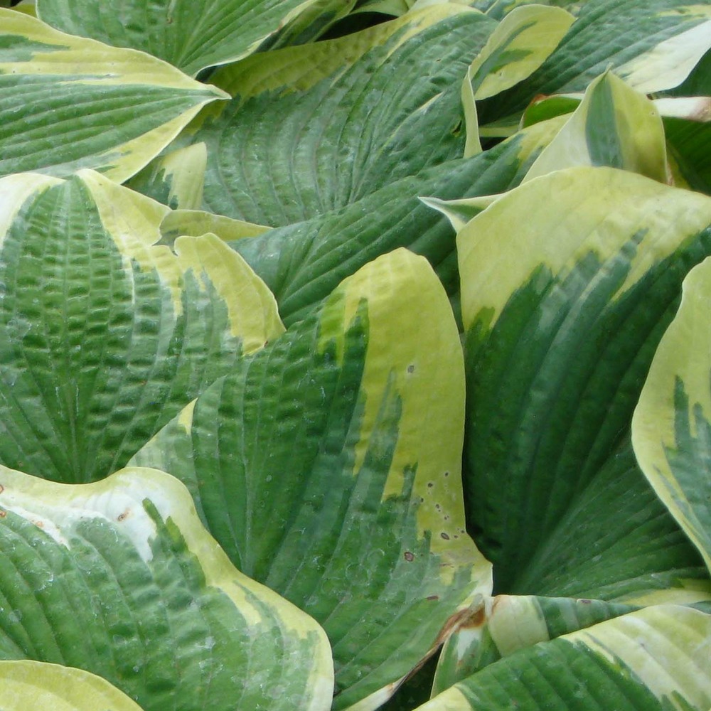 Hosta 'robert frost' godet de 8/9 cm