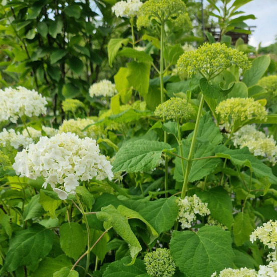 Hortensia de virginie annabelle, hortensia arborescens pot de 1,5l - 20/40 cm
