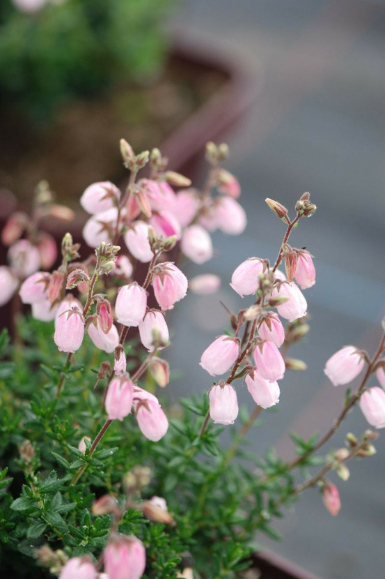 Bruyère d'irlande 'pink tina' - en pot de 2 litres