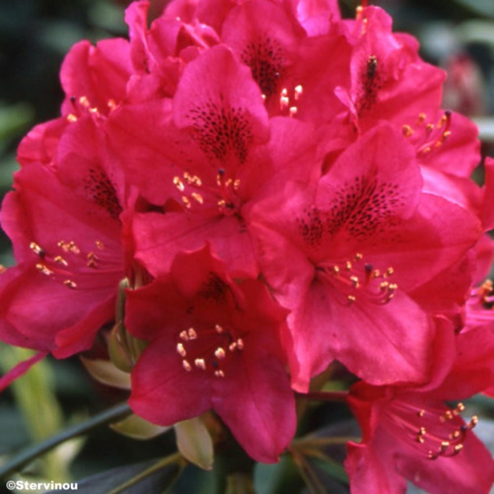 Rhododendron 'nova zembla' pot de 4l/5l