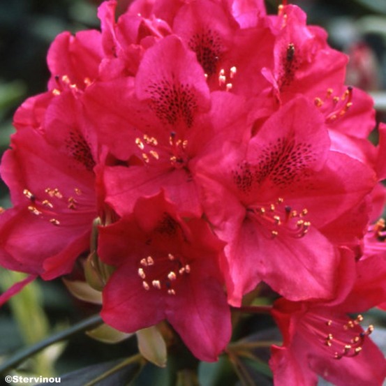 Rhododendron 'nova zembla' pot de 4l/5l
