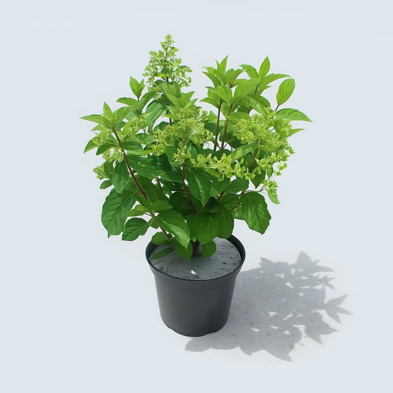 Hydrangea paniculata vanille fraise - pot 5 l