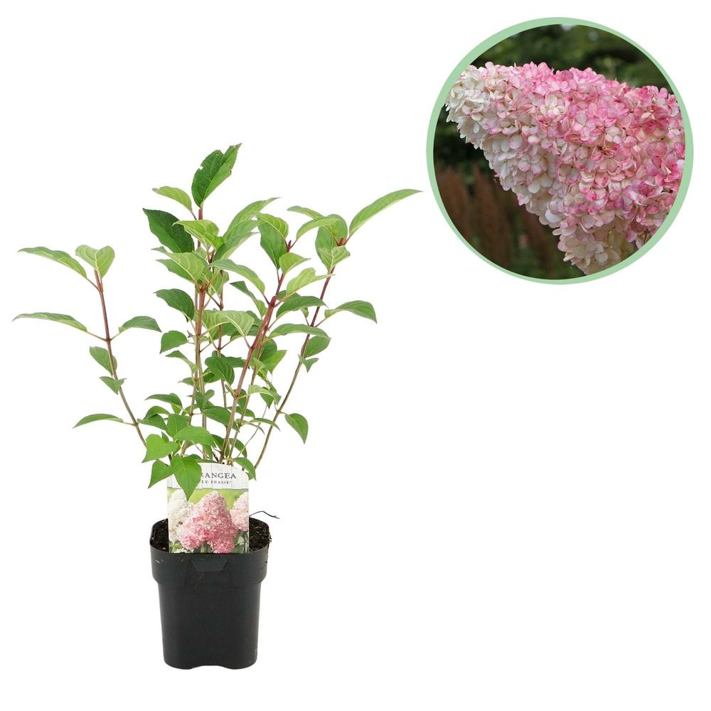Hortensia 'vanille fraise' - pot 17 cm - hauteur 50 cm