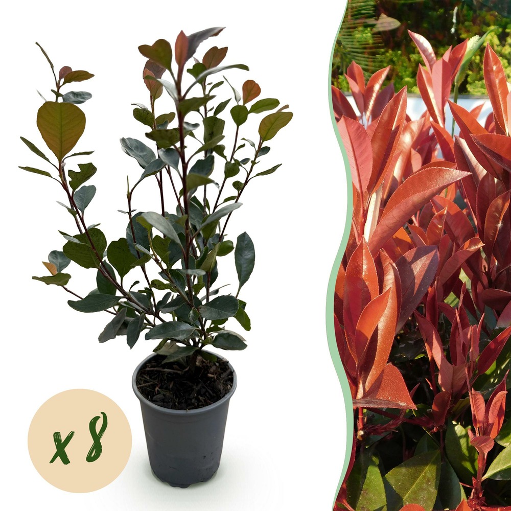 Photinia little red robin – lot de 8 – hauteur 30 cm