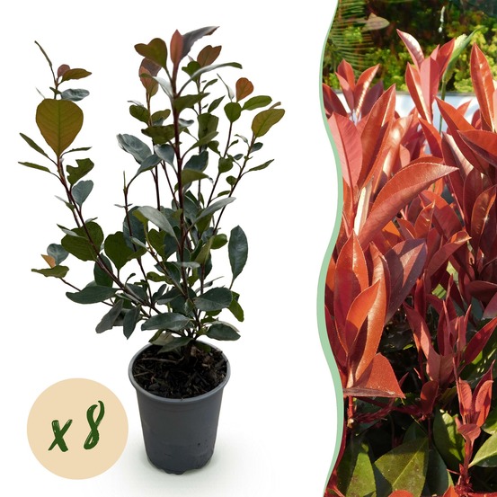 Photinia little red robin – lot de 8 – hauteur 30 cm