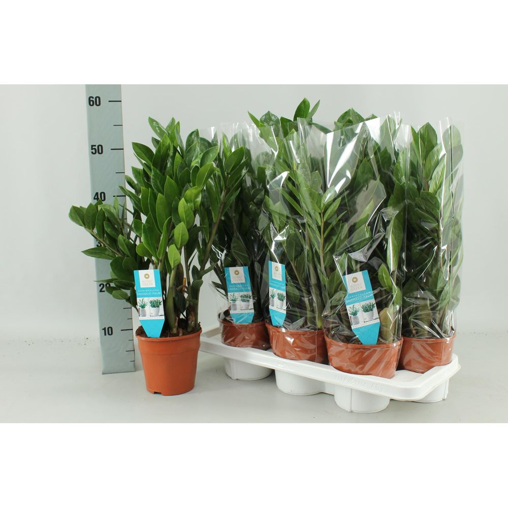 Zamioculcas zamiifolia - ø14cm - ↕55cm - plantes d'intérieur