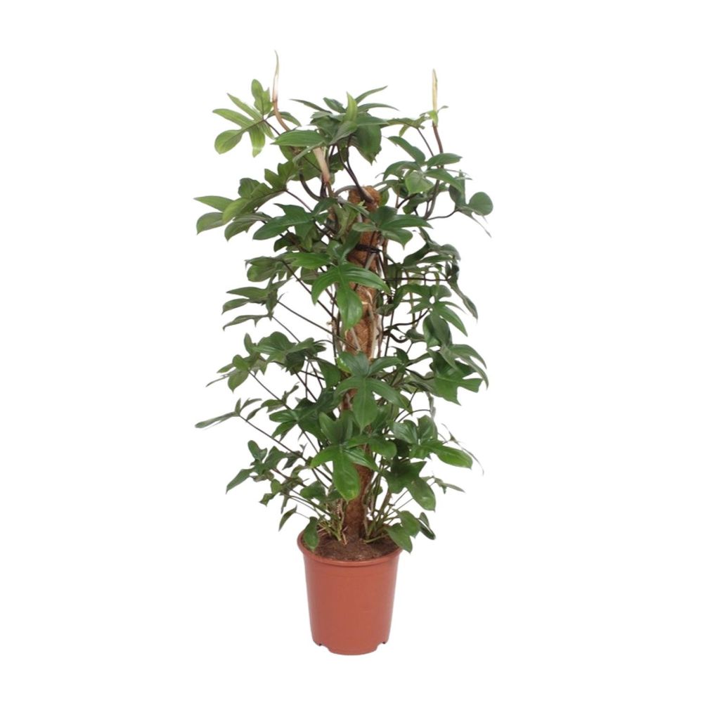 Philodendron pedatum - ø27cm - ↕130cm - plantes d'intérieur