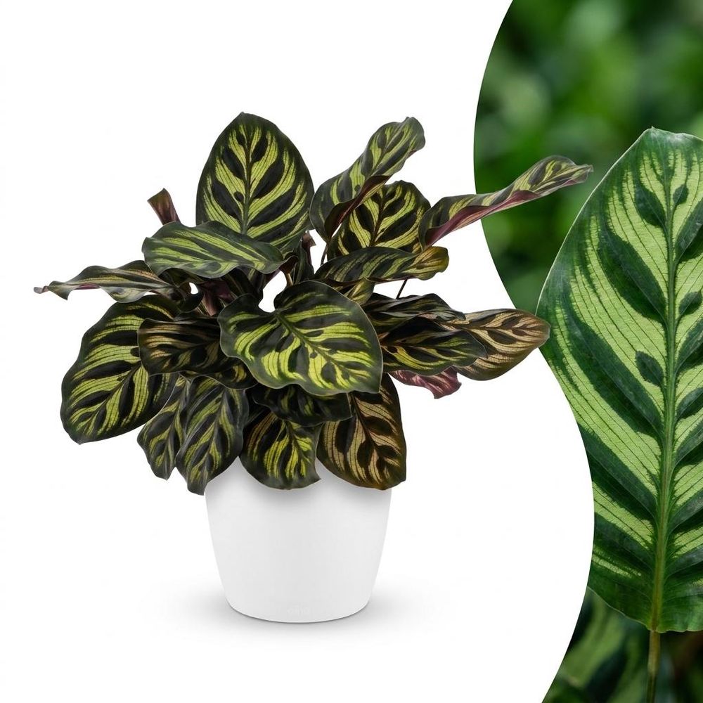 Calathea makoyana - plante paon - pot de 12cm - hauteur 25cm - plantes d'intérieur