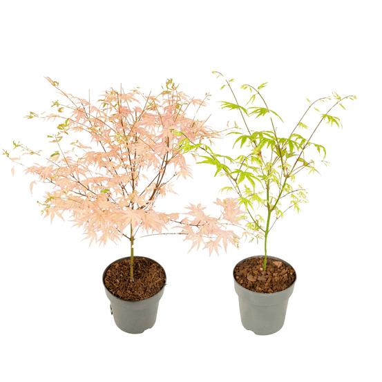 Érable du japon - set de 2 - acer 'ukigumo', acer 'taylor' - h35-55cm - ⌀15cm